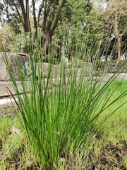 Juncus effusus