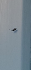 Entomobrya nivalis
