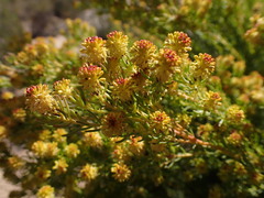 Leucadendron teretifolium