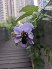 Xylocopa latipes