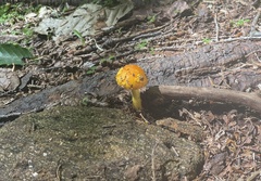 Amanita flavoconia