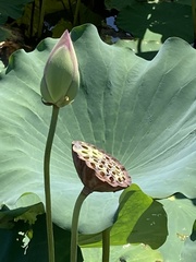 Nelumbo nucifera