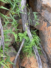 Dioscorea hastifolia