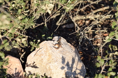 Psammodromus algirus