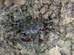 Pachygrapsus marmoratus
