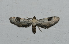 Eupithecia centaureata