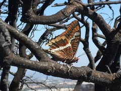 Charaxes jasius