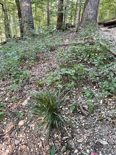Liriope muscari