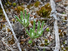 Blennospora drummondii