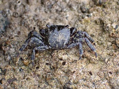 Pachygrapsus marmoratus