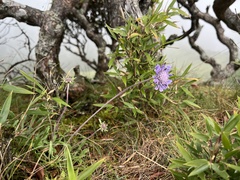 Scabiosa lacerifolia