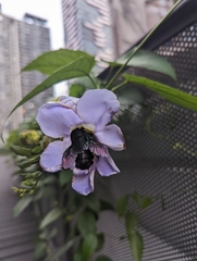 Xylocopa latipes