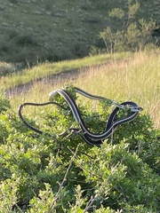 Masticophis taeniatus