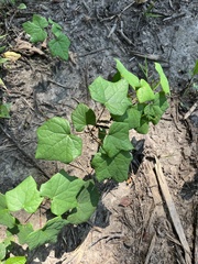 Menispermum canadense