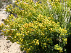 Leucadendron teretifolium