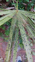Coryphoideae