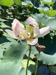 Nelumbo nucifera
