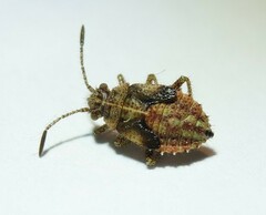 Rhopalus parumpunctatus