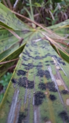 Coryphoideae