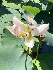 Nelumbo nucifera