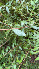 Ageratina riparia
