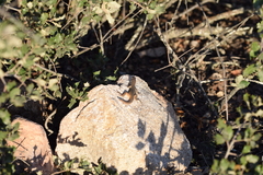 Psammodromus algirus