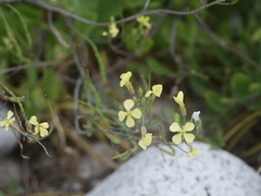 Raphanus raphanistrum