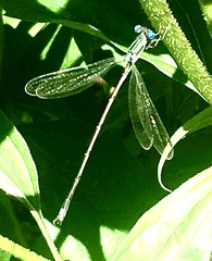 Lestes