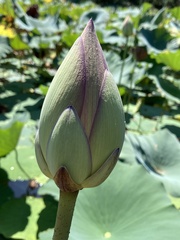 Nelumbo nucifera