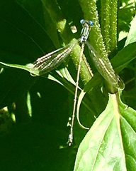 Lestes