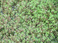 Crassula helmsii