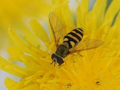 Syrphus rectus
