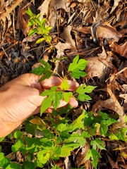 Ampelopsis glandulosa