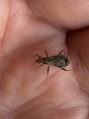 Himacerus mirmicoides