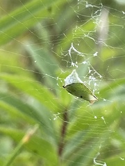 Stictocephala bisonia
