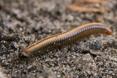 Ommatoiulus sabulosus