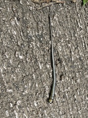 Eutropis longicaudata