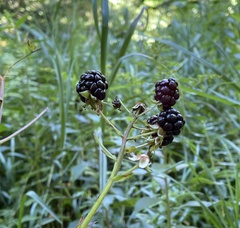 Rubus allegheniensis