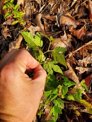 Ampelopsis glandulosa