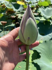 Nelumbo nucifera