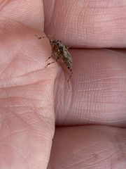 Himacerus mirmicoides