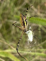Stictocephala bisonia