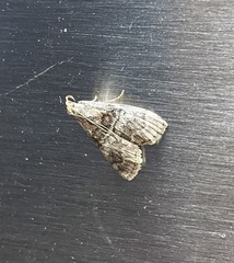 Pococera asperatella