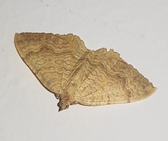 Camptogramma bilineata