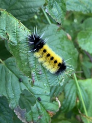 Lophocampa maculata