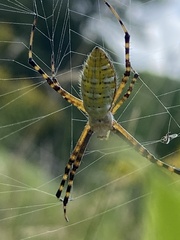 Stictocephala bisonia