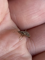 Himacerus mirmicoides