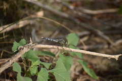 Orthetrum albistylum