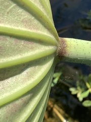 Nelumbo nucifera