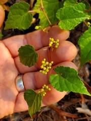 Ampelopsis glandulosa